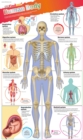 DKfindout! Human Body Poster - Book