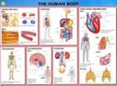Human Biology Wallchts Pack(10 - Book