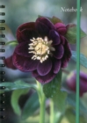 Notebook Hellebore : 128 Page Fine Lined Notebook - Book