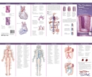 Anatomical Chart Company's Illustrated Pocket Anatomy: The Circulatory System Study Guide - Book