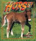 What Is A Horse? - Book