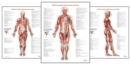 Trail Guide to the Body's Muscles of the Human Body Posters: Set of 3 - Book