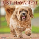 Just Havanese 2024 12 X 12 Wall Calendar - Book