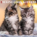 Just Maine Coon Kittens 2024 12 X 12 Wall Calendar - Book