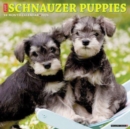 Just Schnauzer Puppies 2024 12 X 12 Wall Calendar - Book
