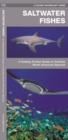 Saltwater Fishes : A Folding Pocket Guide to Familiar North American Species - Book