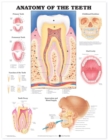 Anatomy of the Teeth Anatomical Chart - Book