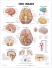 The Brain Anatomical Chart - Book