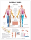 Dermatomes Anatomical Chart - Book