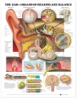 The Ear: Organs of Hearing and Balance Anatomical Chart - Book