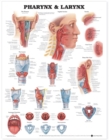 Pharynx & Larynx Anatomical Chart - Book