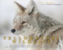 Yellowstone Wildlife : Ecology and Natural History of the Greater Yellowstone Ecosystem - eBook