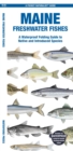 Maine Freshwater Fishes : A Waterproof Folding Guide to Native and Introduced Species - Book