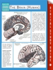 The Brain (Human) (Speedy Study Guides) - eBook