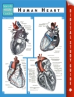 Human Heart (Speedy Study Guides) - eBook