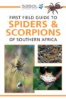 Sasol First Field Guide to Spiders & Scorpions of Southern Africa - eBook