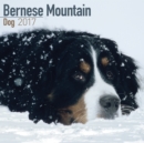 Bernese Mountain Dog Calendar 2017 - Book