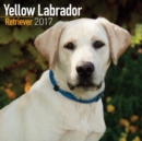 Yellow Labrador Retriever Calendar 2017 - Book