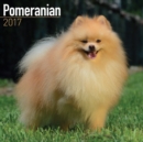 Pomeranian Calendar 2017 - Book