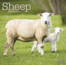 Sheep Calendar 2017 - Book