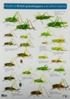 Guide to British Grasshoppers and Allied Insects - Book