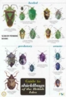 Guide to Shieldbugs of the British Isles - Book