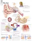Ear Laminated Poster - Book