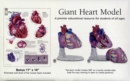 Healthy Heart : Giant Anatomical Model - Book