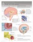 CSF & the Brain Laminated Poster - Book