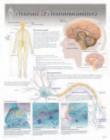 Neurons & Neurotransmitters Laminated Poster - Book