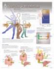 Nutrition & Metabolism Laminated Poster - Book