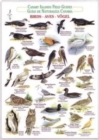 Birds (Waterproof Field Guide) - Book