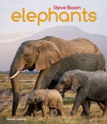 Elephants : A Book for Children, Paperback Book Elephants : A Book for Children, Paperback Book