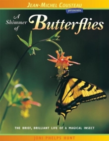 A Shimmer of Butterflies : The Brief, Brilliant Life of a Magical Insect