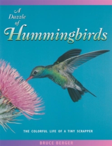A Dazzle of Hummingbirds : The Colorful Life of a Tiny Scrapper