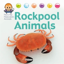 Nora the Naturalist's Animals: Rock Pool Animals, Hardback Book Nora the Naturalist's Animals: Rock Pool Animals, Hardback Book