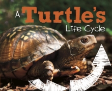 A Turtle's Life Cycle, Paperback / softback Book A Turtle's Life Cycle, Paperback / softback Book