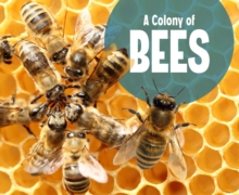 A Colony of Bees, Hardback Book A Colony of Bees, Hardback Book