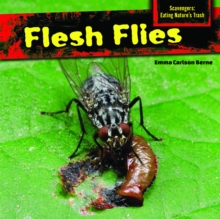 Flesh Flies