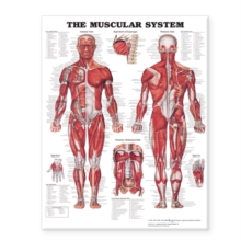 The Muscular System Giant Chart Laminated : 42" x 62" chart, Poster Book The Muscular System Giant Chart Laminated : 42" x 62" chart, Poster Book