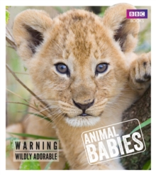 Animal Babies, Hardback Book Animal Babies, Hardback Book