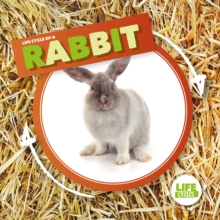 Rabbit, Hardback Book Rabbit, Hardback Book