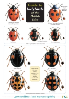Guide to Ladybirds of the British Isles, Wallchart Book Guide to Ladybirds of the British Isles, Wallchart Book