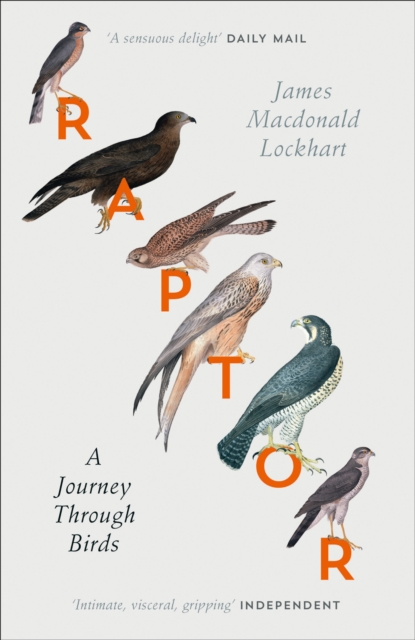 Raptor : A Journey Through Birds, EPUB eBook