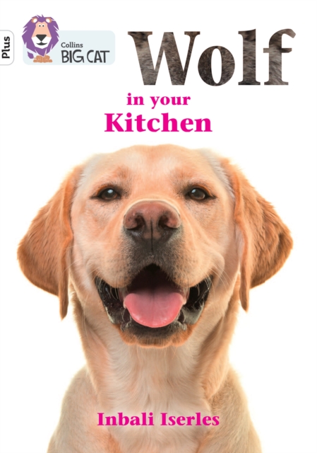 Wolf in your kitchen : Band 10+/White Plus, Paperback / softback Book