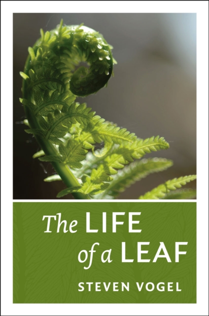 The Life of a Leaf, Paperback / softback Book