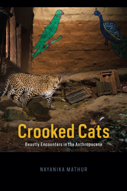 Crooked Cats : Beastly Encounters in the Anthropocene, EPUB eBook