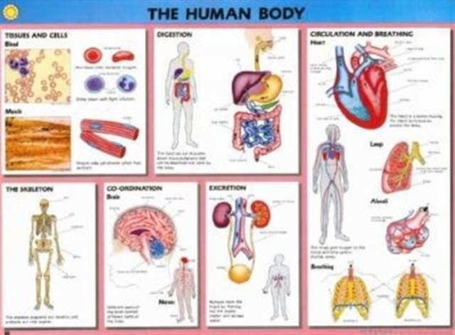 Human Biology Wallchts Pack(10, Wallchart Book