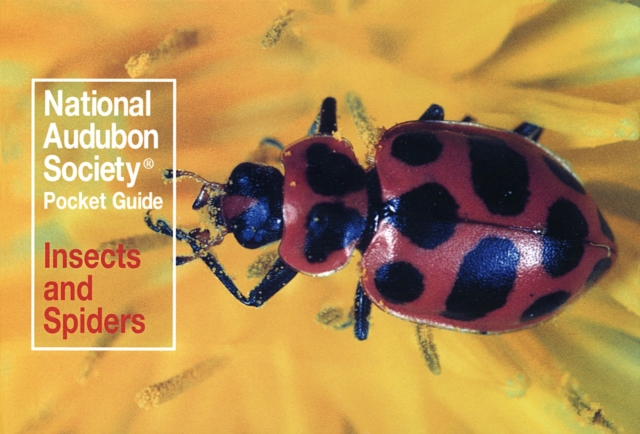 National Audubon Society Pocket Guide: Insects and Spiders, Paperback / softback Book