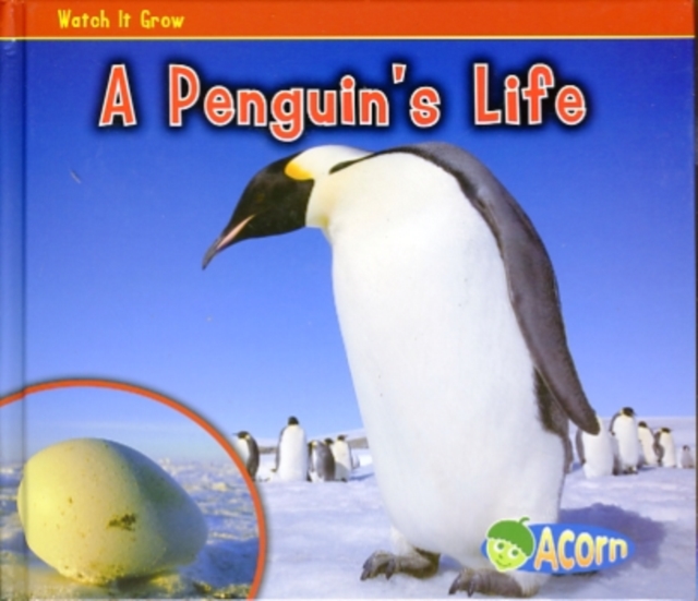 A Penguin's Life, Hardback Book